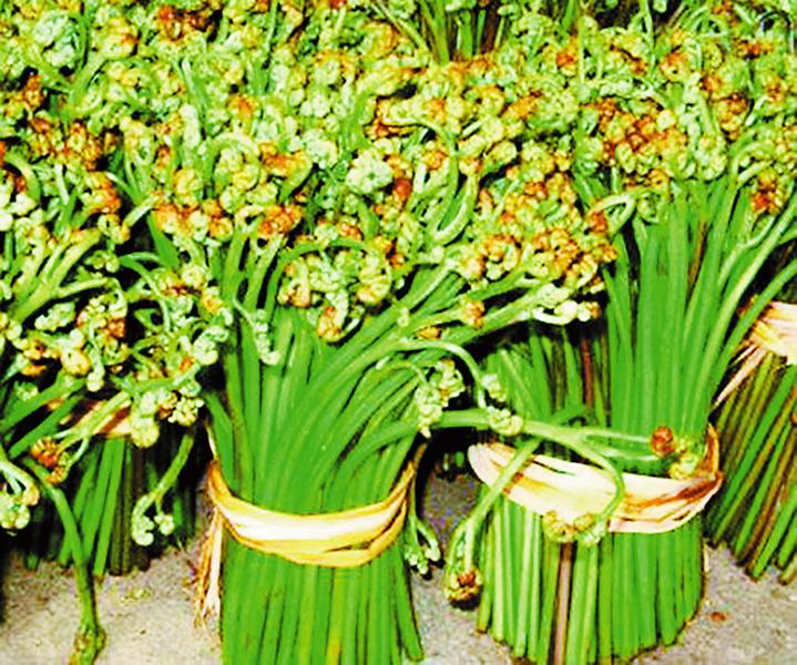 以其形状酷似五指合拢的拳头而得名,又名商芝,蕨菜,蕨儿菜,拳头菜